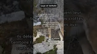 Miniature : Loups et territoire #naturesauvage