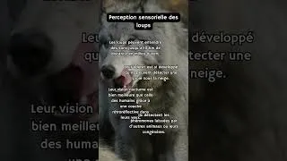 Miniature : Perception sensorielle des loups #loups