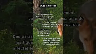 Miniature : Loups et maladies #animals