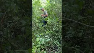 Miniature : L’AMAZONIE FRANÇAISE DANS LES LANDES EN CHALOSSE - Chêneraie Familiale!  #forest #business #family