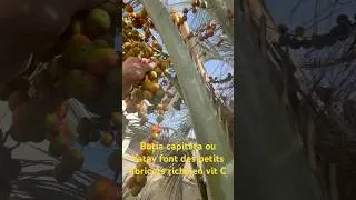 Miniature : PALMIER 🌴 ABRICOT explosion de fruits - 1ère récolte de l’année 2024 le 16 septembre #santé #health