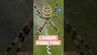 Miniature : Découvre l’araignée argiope frelon avec Dexplo Nature | Lumni