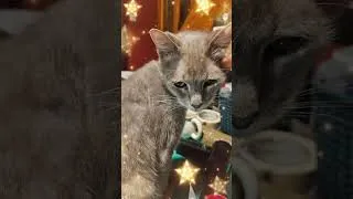 Miniature : Chère journal #lylipurplecats #pourtoi #chatmignon
