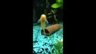 Miniature : Ancistrus Gold L144