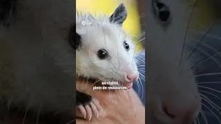 Miniature : 🧠 L'intelligence insoupçonnée des opossums #m6 #science #animals
