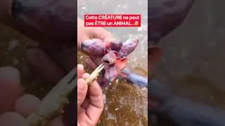 Miniature : Un PAFF ou Un POISSON ?🤨 #animaux #insolite #animal #fish
