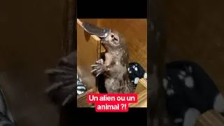 Miniature : Une Créature remplie D’ANOMALIES ?! 😭 #animaux #insolite #animals #animal
