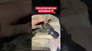 Miniature : Cet Animal est une ANOMALIE !🤯 #animaux #insolite #animal #animals