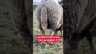 Miniature : Les MOUTONS n’ont PAS de Queue ?! ￼🤔 #animaux #insolite #animal #faitsinteressants #animals