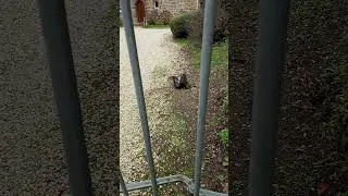 Miniature : Rapace qui fait ses courses en ville. Épervier VS Choucas.