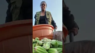 Miniature : Une journée aux plantations au Congo 🇨🇬