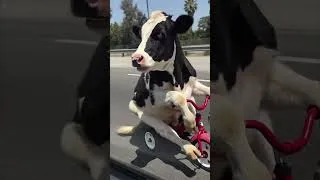 Miniature : vache sur l'autoroute #shorts #viral