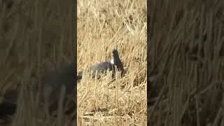 Miniature : Il fait chaud, ça ventile sec chez les palombes