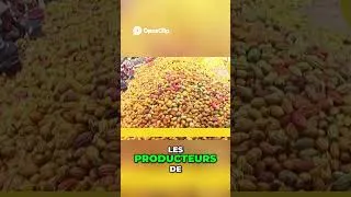 Miniature : Cacao Cameroun  Défis Économiques et Climatiques des Producteurs