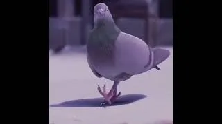 Miniature : Dancing Pigeon rou rou (Sponso par Fortnite)