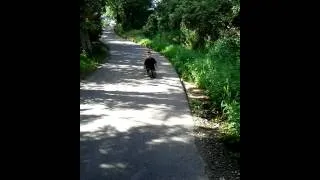 Miniature : 2eme crash en long board. Mdr