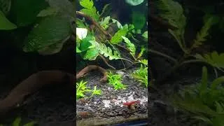 Miniature : neocaridina red cherry family