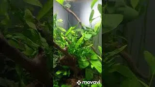 Miniature : plantes aquatique