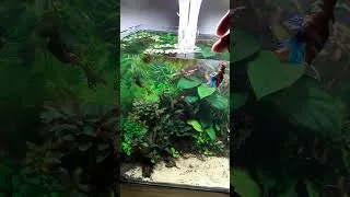 Miniature : Poisson combattant (Betta) les 1ers petits sauts de RIO