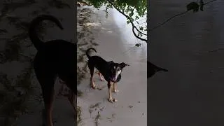 Miniature : Dernière balade du Loulou en Martinique 🐶🌴 Merveilleuses fêtes de fin d'année la team 😘✨