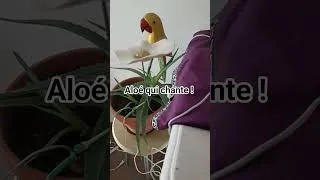 Miniature : Aloé qui chante, content d'être décoré avec fleur de céramique et perroquet en bois !