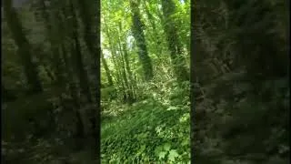 Miniature : 🌿 Retour sur notre atelier d’excursion avec l’Association Milokan au Parc Forestier de Sevran