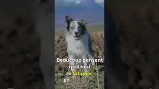 Miniature : Pourquoi ton chien reste excité après une grande balade ?