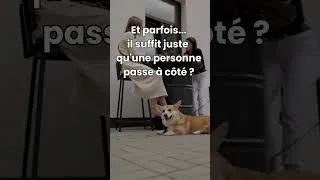 Miniature : Pourquoi ton chien aboie en terrasse ?