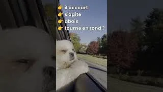 Miniature : Pourquoi ton chien aboie quand tu prends les clés de la voiture ?