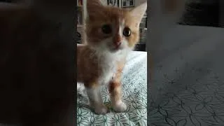 Miniature : The cat