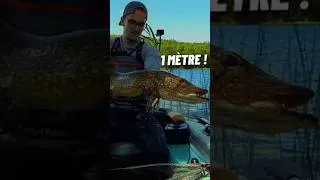Miniature : Le plus GROS poisson de ma VIE 🤯🐊