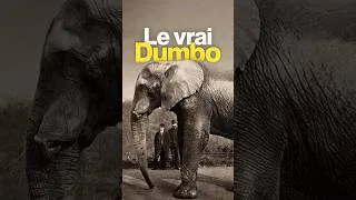 Miniature : L’éléphant le plus célèbre de l’histoire 🐘