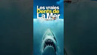 Miniature : Le requin qui a traumatisé les États-Unis 🦈