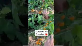 Miniature : Tuteurer les tomates #jardinage #autosuffisance #jardin
