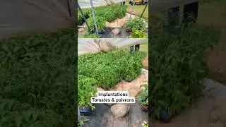 Miniature : Implantations tomates et poivrons #farming #homesteading #agriculture