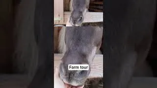 Miniature : Farm tour "les animaux" #farming #homesteading #horses