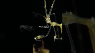 Miniature : Les Caprelles sont fascinantes ! #shorts