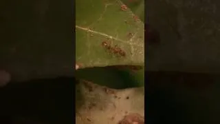 Miniature : Les Fourmis d'Argentine ont une stratégie IMMORALE #shorts