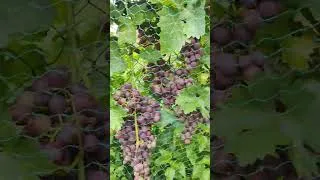 Miniature : Il découvre un plan de raisin dans son jardin 😂
