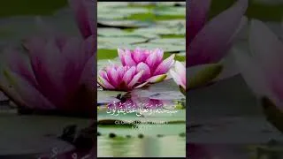Miniature : سر الخلق: آية تكشف فضل الله ومنزلته على آلهة مزعومة #القران #القرآن