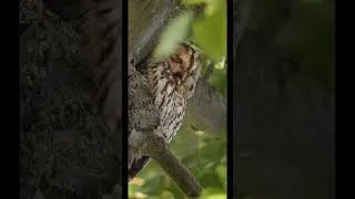 Miniature : Avez-vous déjà vu des chouettes endormies ?