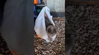 Miniature : Un Chat, un Chien et le Nouveau VTT Vakole EMT29 12S !