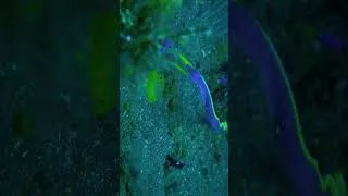 Miniature : Cette murène chasse comme un missile !