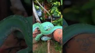 Miniature : Un serpent plus beau qu’un diamant