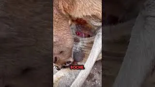 Miniature : Comment un bébé kangourou survit-il à la naissance ? 🦘
