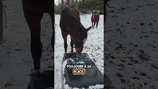 Miniature : Ce Cheval Ne Pouvait Pas Boire d'Eau… Jusqu'à Ce Qu'Il Découvre Ça 😱🐴 #shorts
