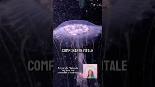 Miniature : Connais-tu Les 5 Sphères Qui Te Composent ?  #podcastfrance #philosophie #santéholistique