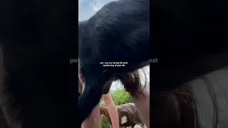 Miniature : Je m’embarque dans du goat yoga 🐐🧘🏻‍♀️ un avant goût de la vidéo de Dimanche 👀