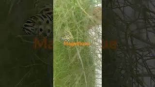 Miniature : chenille du machaon jaune et noir #biodiversityprotection