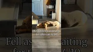 Miniature : Rating Alice sleeping position #dogshorts  #bloodhound  #chien  #doglife  #sleepydog